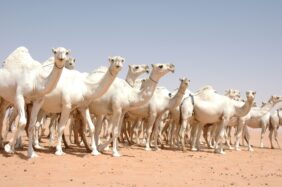 قائمة ألوان الإبل المغاتير في السعودية