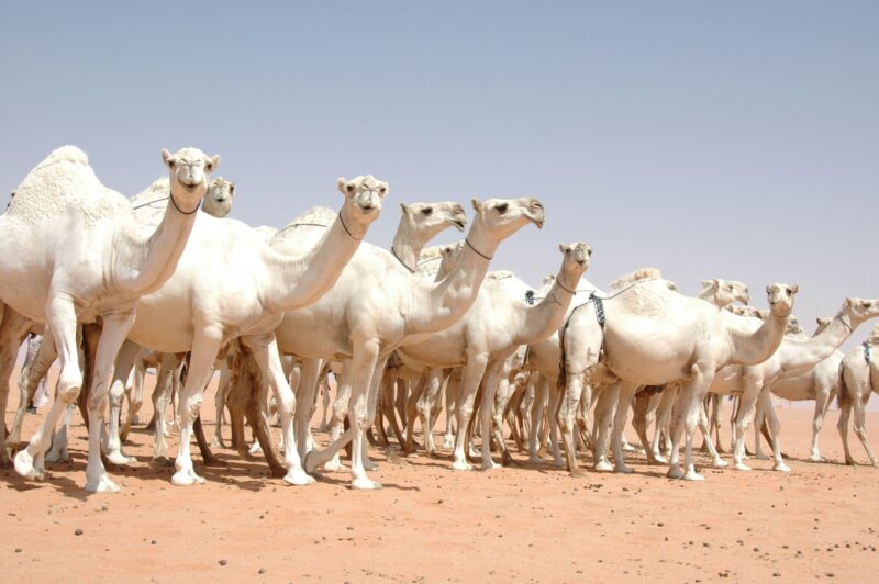 قائمة ألوان الإبل المغاتير في السعودية