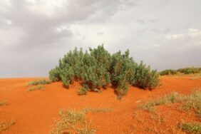 شجيرة الحرمل