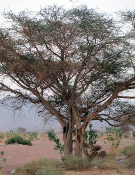 شجرة السمر