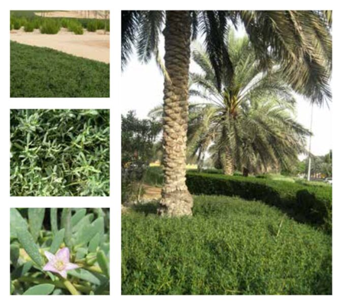نبات الدلب
