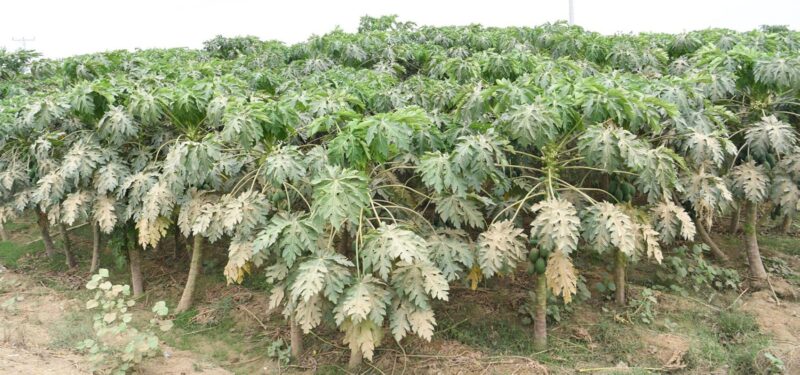 نبات الباباي
