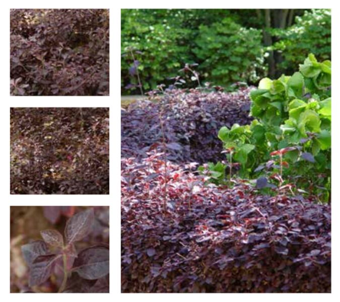 نبات دم العاشق