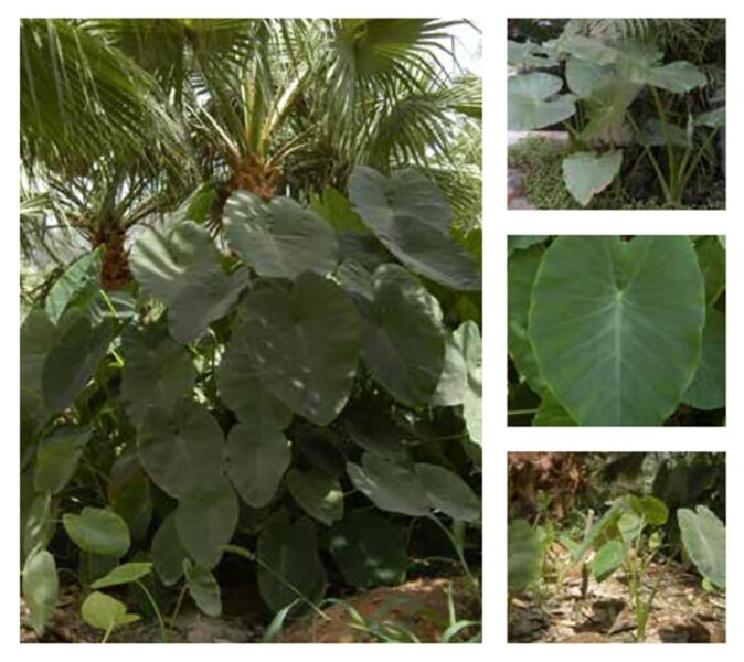 نبات القلقاس