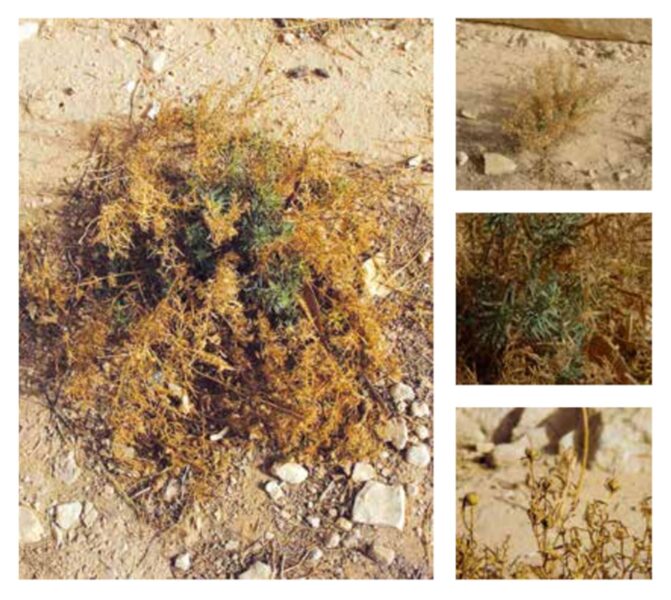 نبات ذيل الخروف