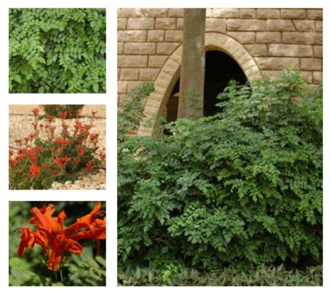 نبات التيكوماريا