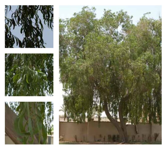 السنط الذهبي: نموذج للمرونة البيئية في مواجهة التغيرات المناخية