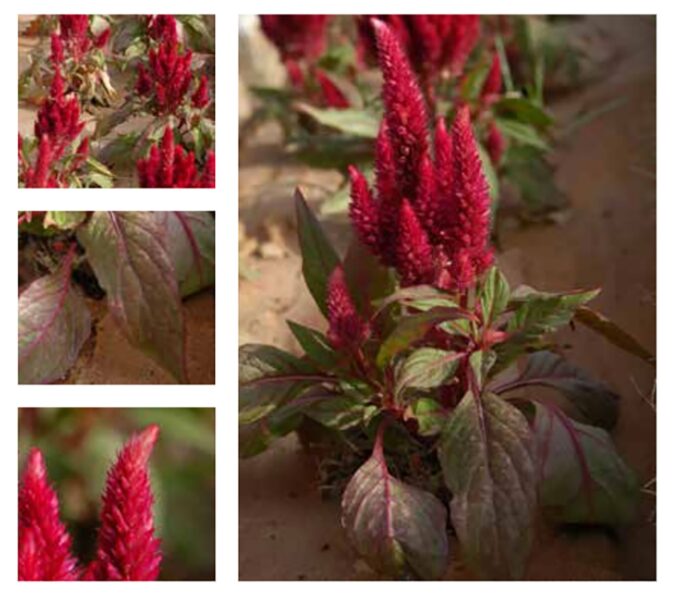 ازرع الجمال: نصائح لنجاح نبات عرف الديك في بيئة الرياض