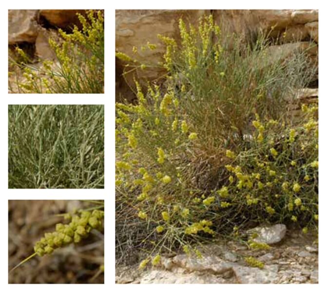 كيف يحافظ نبات القرضي على البيئة ويحكي قصة التكيف الطبيعي؟