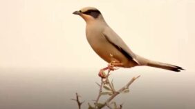 طائر الخناق الرمادي