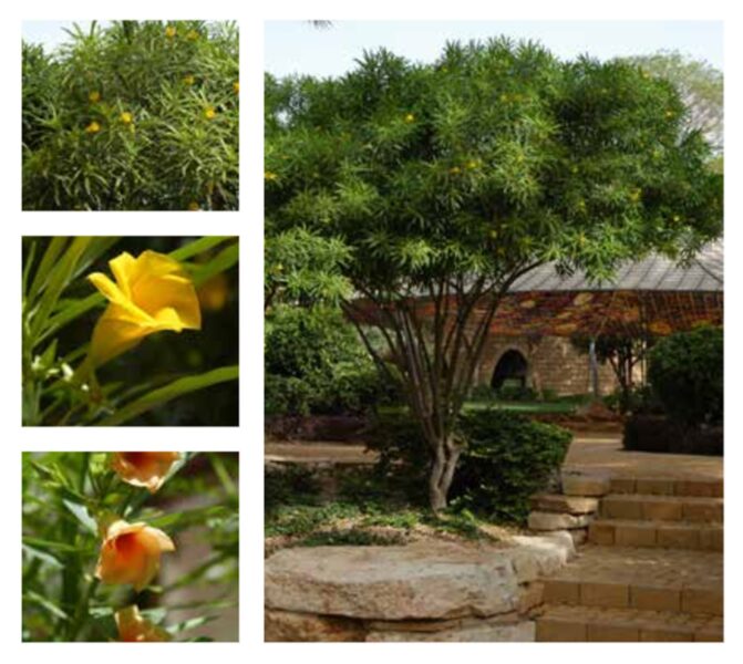 الدفلة الصفراء: شجيرة متعددة الاستخدامات بقلب سام