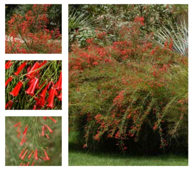 من المكسيك للرياض: رحلة تأقلم نبات المرجان