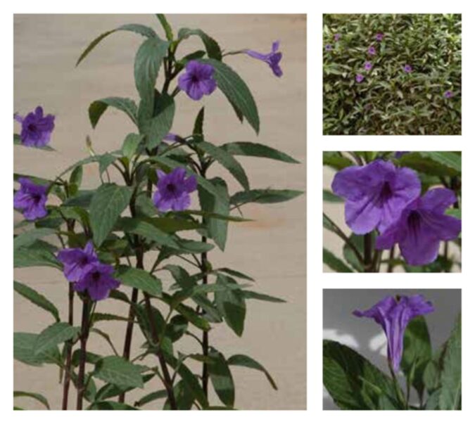 البتونيا البرية: من أمريكا الوسطى إلى قلب حدائق السعودية