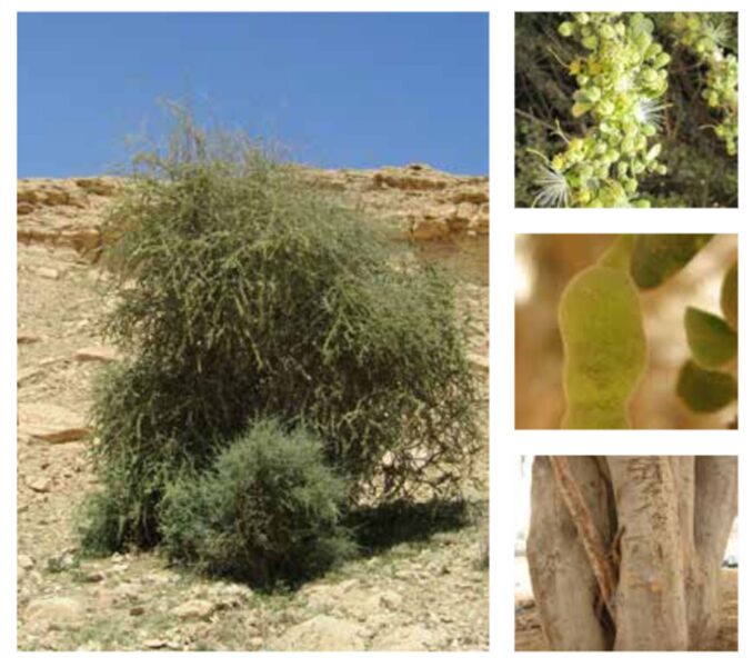 نبات السرح