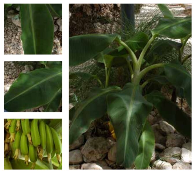 الموز القزم