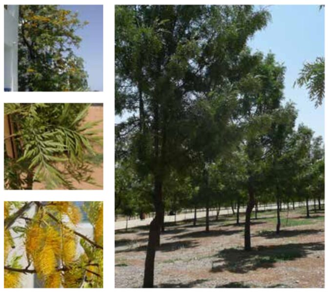 البلوط الحريري (Grevillea robusta): مقاومة الأخطار والاستفادة القصوى