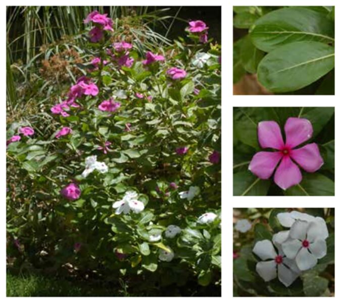 أسرار نبات الونكة: التكيف، الجمال، وأهميته في تصميم الحدائق