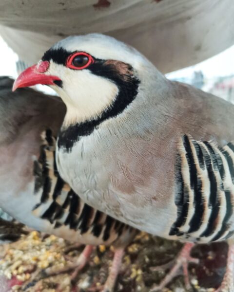 لماذا يعد الحجل العربي كنزا طبيعيا يستحق الحماية؟