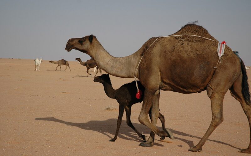 لماذا تهم أسماء الإبل في الثقافة السعودية؟ اكتشف المعاني الخفية