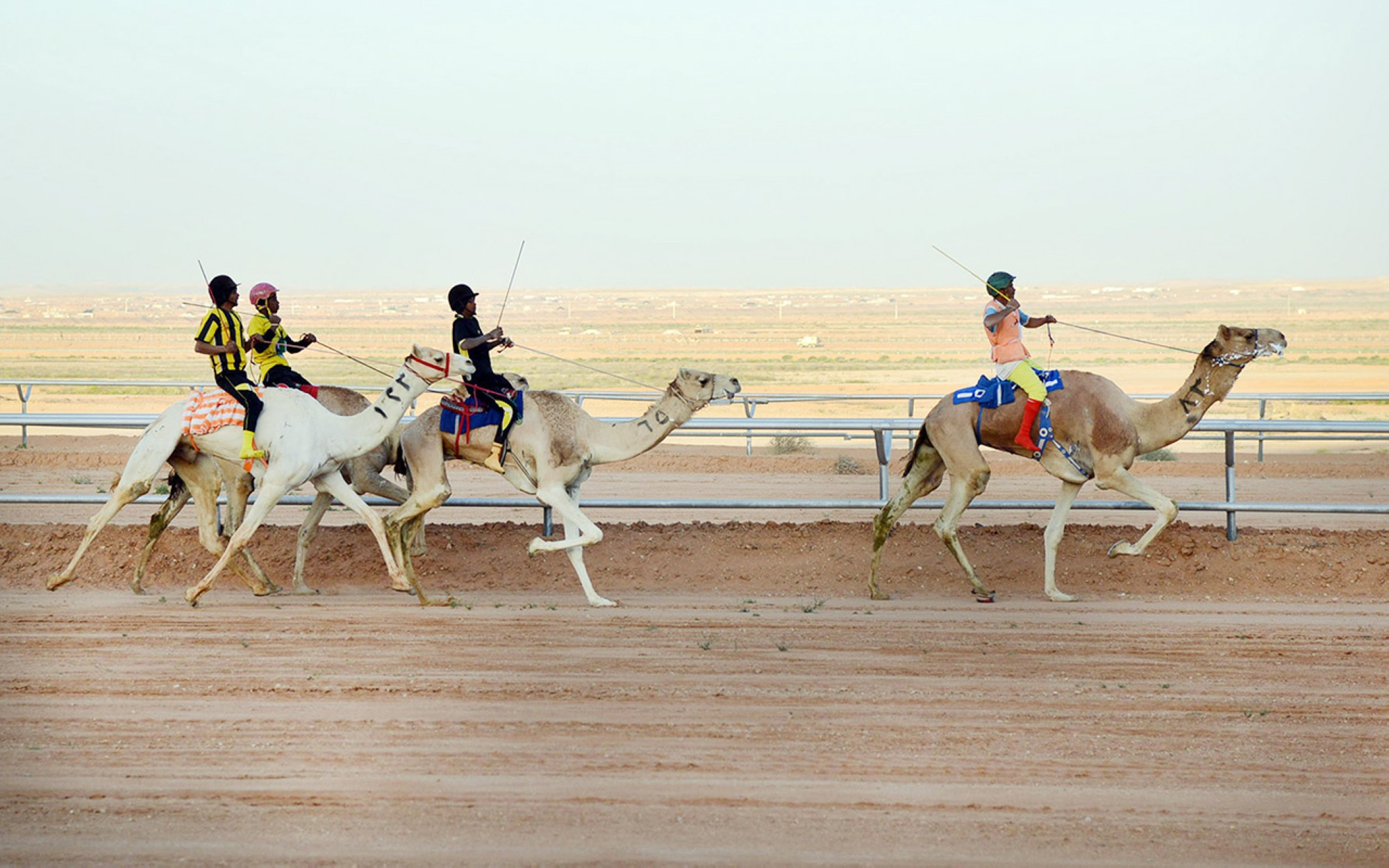 مهرجان ولي العهد للهجن