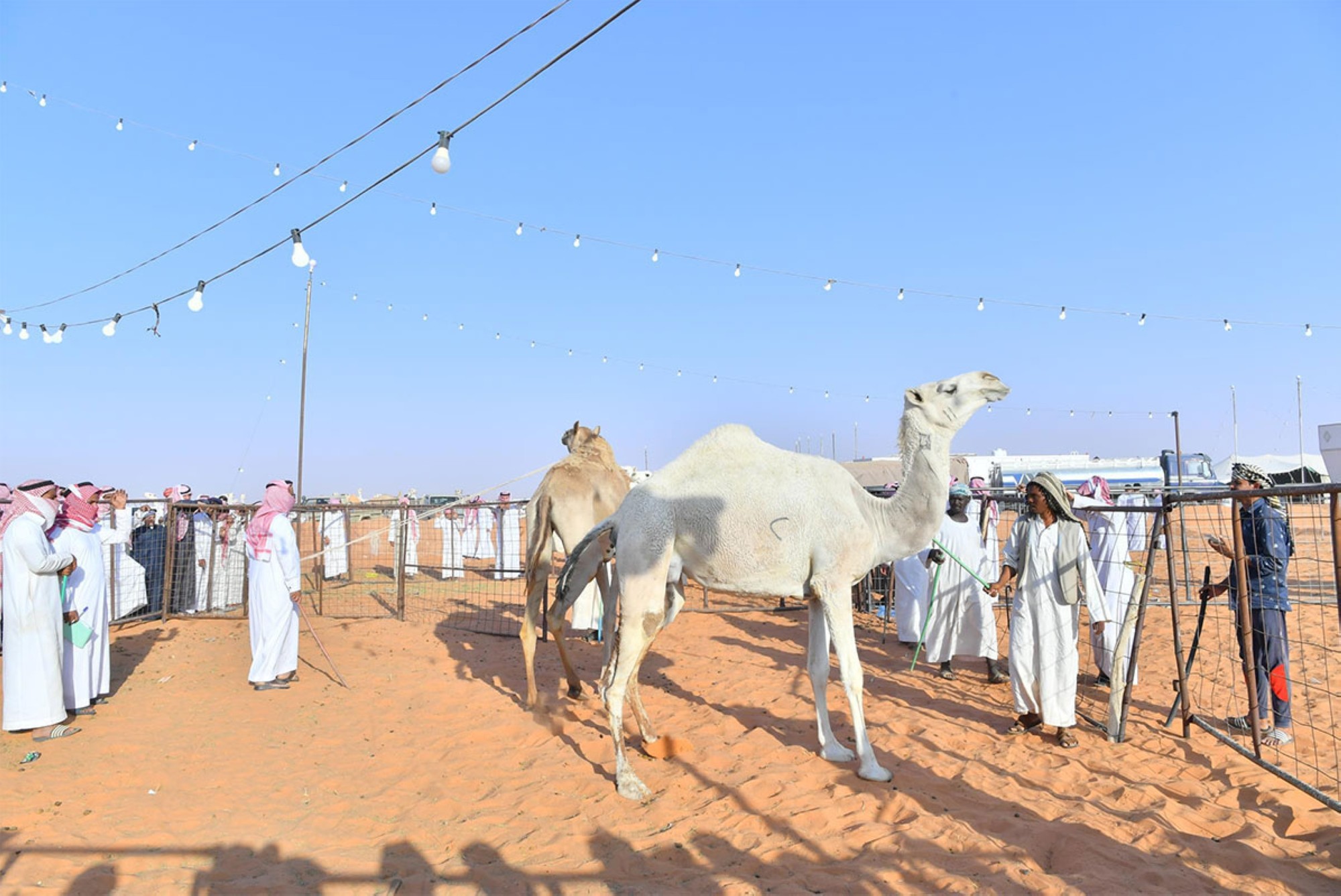 مهرجان مزاد الإبل
