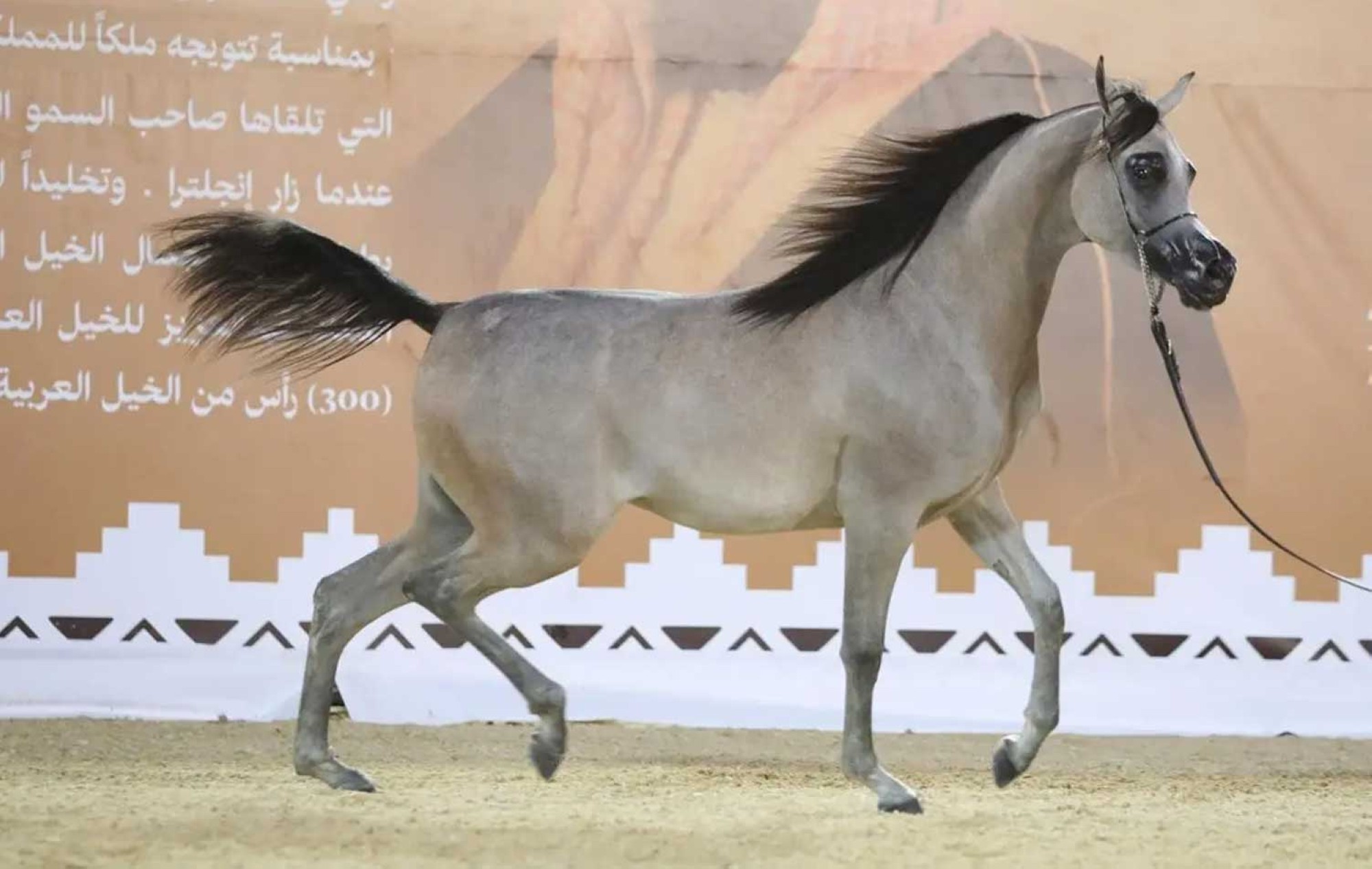 مهرجان الرياض للجواد العربي الأصيل