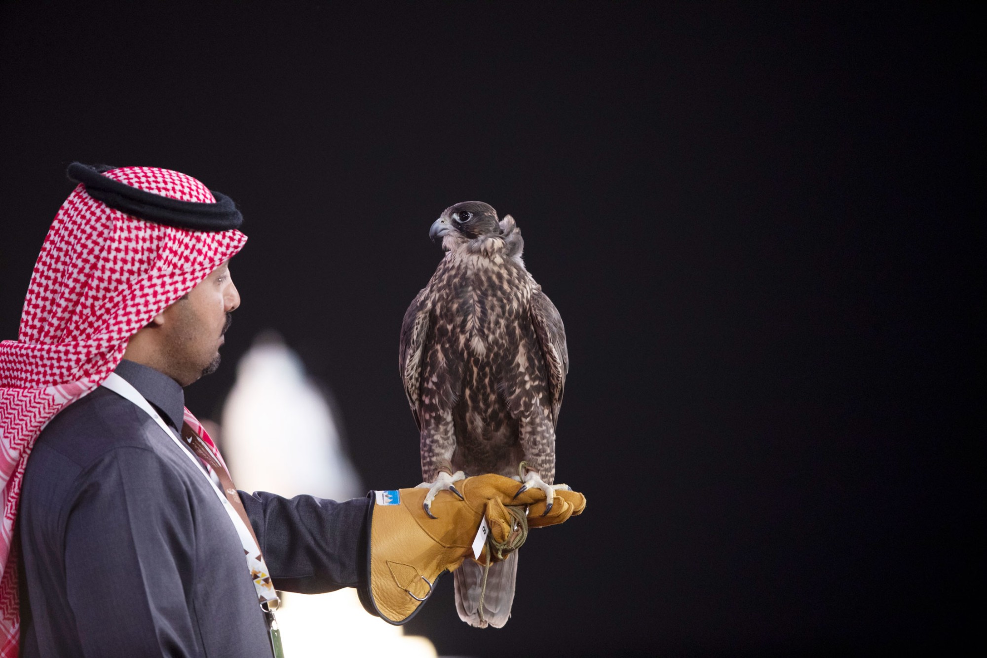 مهرجان الملك عبدالعزيز للصقور 2022