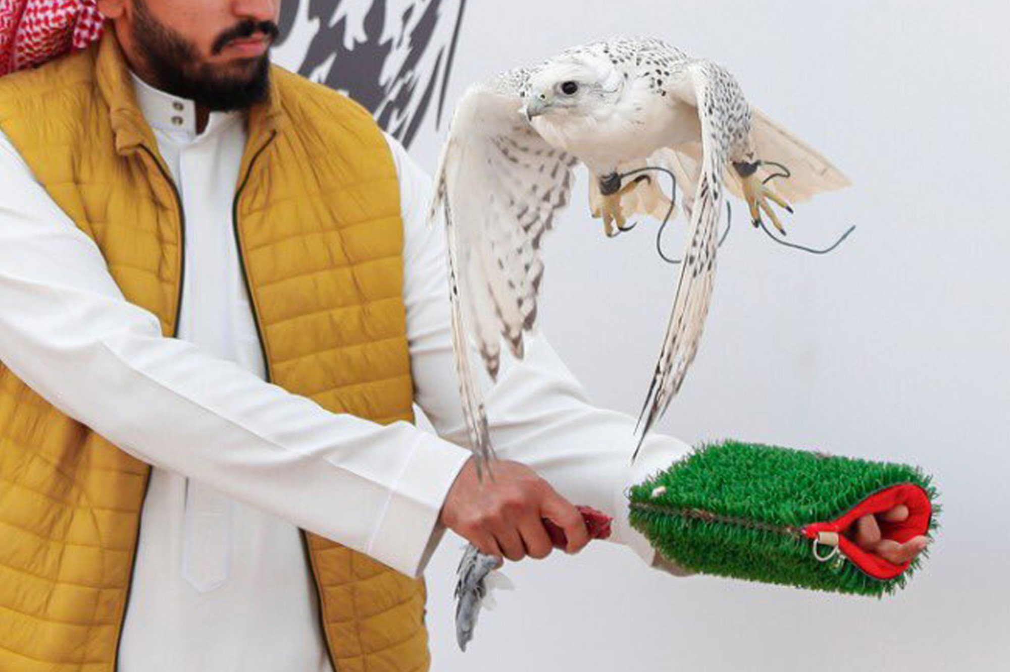 مهرجان الملك عبدالعزيز للصقور 2019