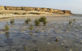 جزيرة قمّاح