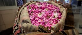 كل ما تود معرفته عن مزارع الورد الطائفي