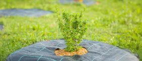 المركز الوطني لتنمية الغطاء النباتي ودوره في زيادة المساحات الخضراء