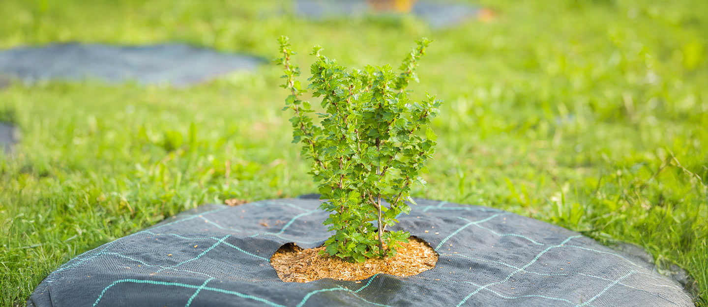 المركز الوطني لتنمية الغطاء النباتي ودوره في زيادة المساحات الخضراء