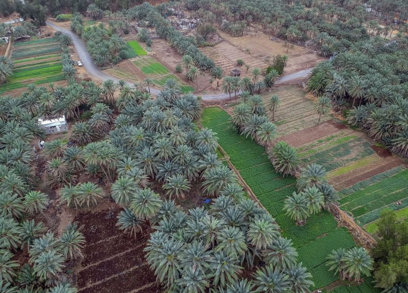 استثمار في التمور: مناطق زراعة النخيل في السعودية الواعدة