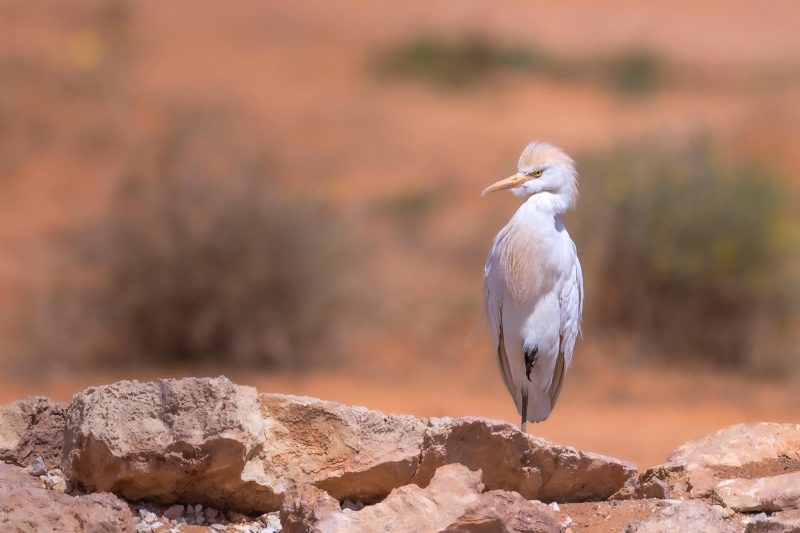 التحديات والحلول في الحفاظ على التنوع البيولوجي في السعودية