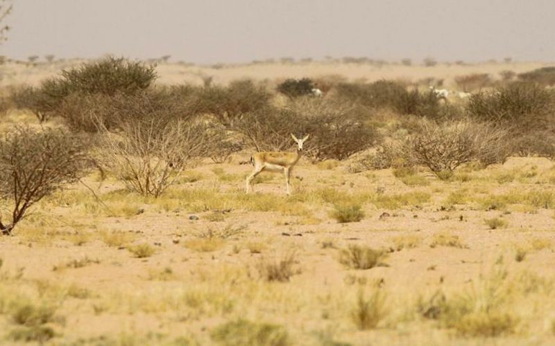محمية الإمام سعود بن عبدالعزيز: تفاصيل حول النباتات والحيوانات البرية