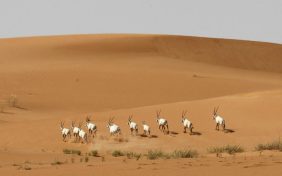 محمية عروق بني معارض: مستقبل السياحة الصحراوية المستدامة