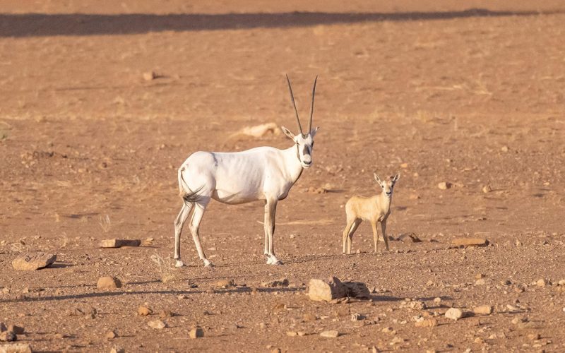 رحلة إلى محمية الملك سلمان: استكشاف التراث الطبيعي والثقافي