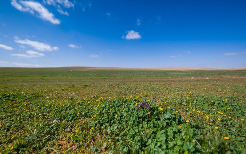 محمية الإمام تركي بن عبدالله الملكية: مثال للحفاظ على التراث الطبيعي