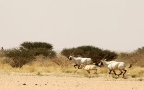 اكتشف أسرار محمية الوعول في السعودية