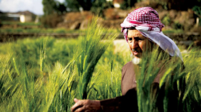 الإنتاج الزراعي السعودي: فرص واعدة للمزارعين والشركات