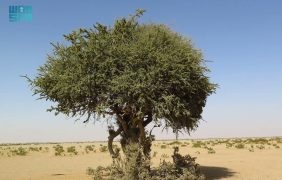 كيف تحمي محمية الملك عبد العزيز نبات السرح النادر؟