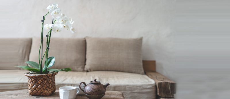 أجمل نباتات منزلية عطرية: بالصور والأسماء