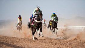 الخيول العربية الأصيلة: استثمارات وفرص في السعودية