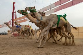 مهرجان ولي العهد للهجن: ملتقى التراث والإنجاز