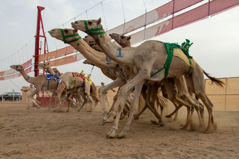 مهرجان ولي العهد للهجن: ملتقى التراث والإنجاز