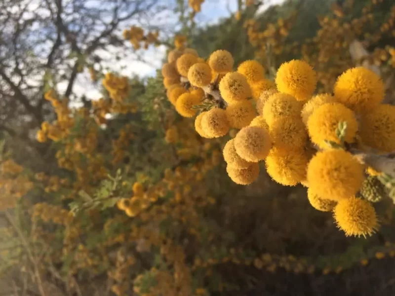 مستقبل أخضر: دور الطلح الأنباري في تحقيق أهداف الاستدامة السعودية