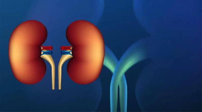دليلك الصحي: أعراض ارتفاع وظائف الكلى وكيفية الوقاية