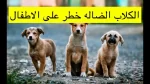 مستقبل آمن: خطط للتعامل مع الكلاب الضالة بالبكيرية