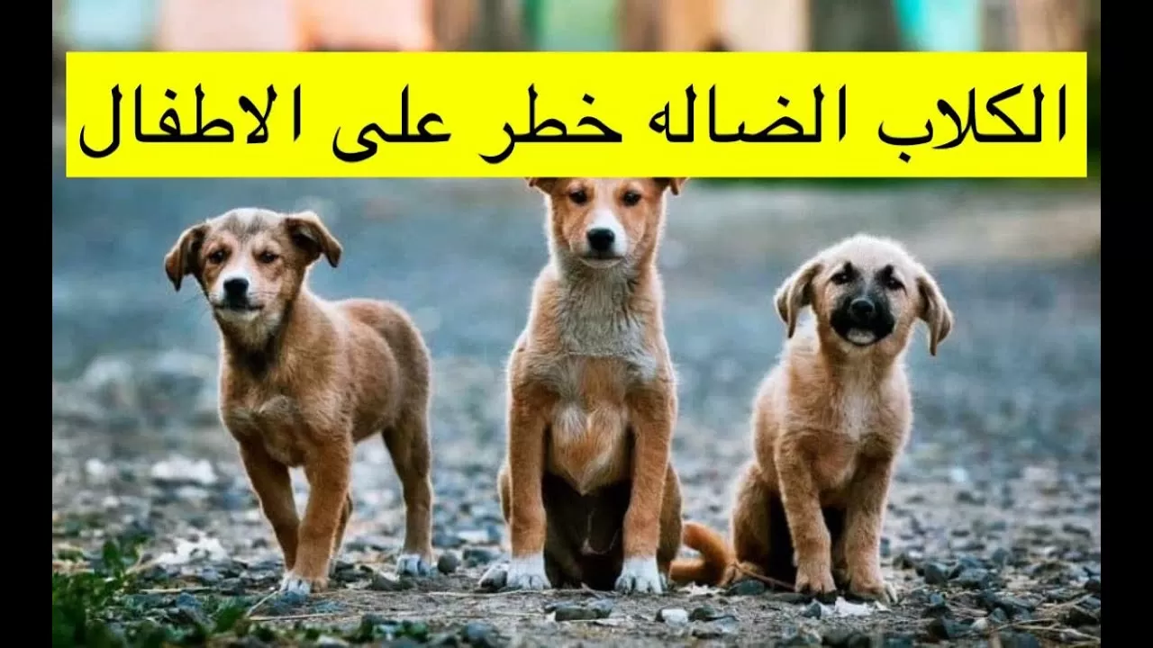 مستقبل آمن: خطط للتعامل مع الكلاب الضالة بالبكيرية