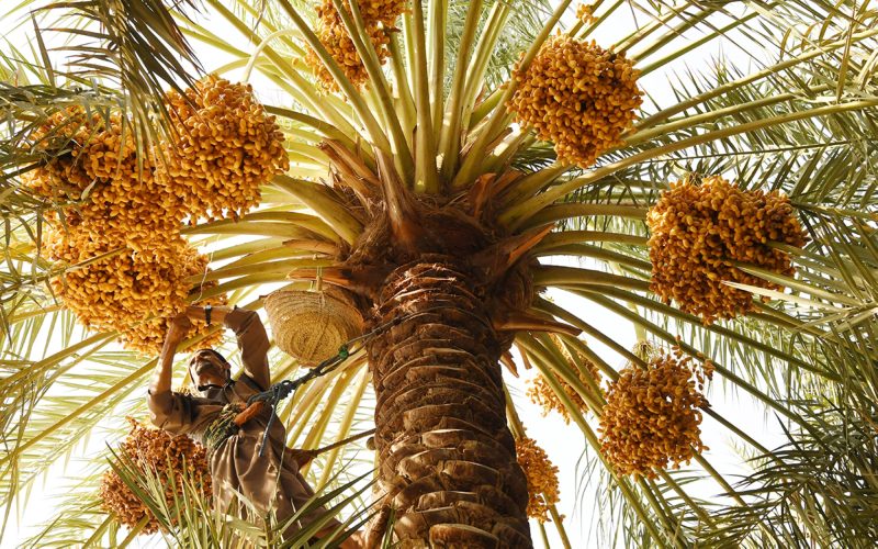موسم التمور في السعودية: استدامة وجودة عالمية